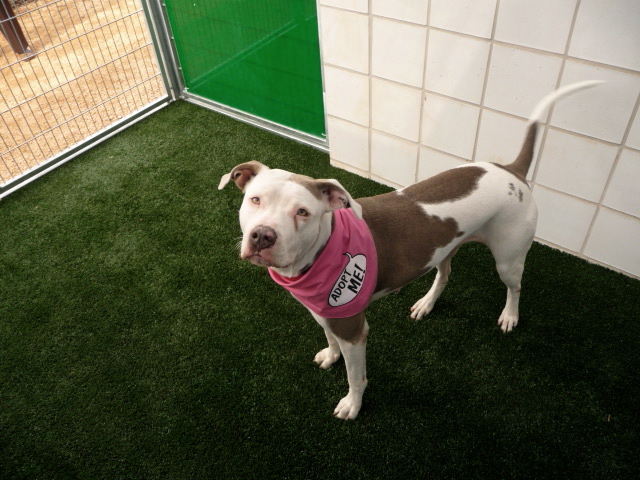 Austin Animal Center