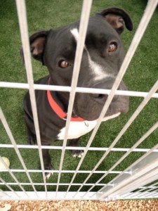 Austin Animal Center