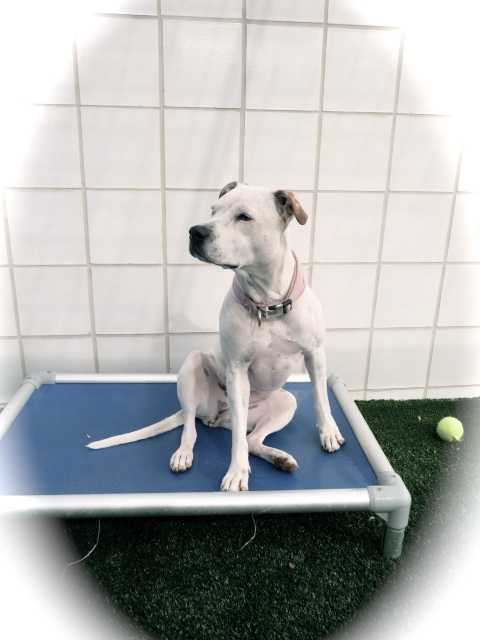 Kuranda Bed at Austin Animal Center.